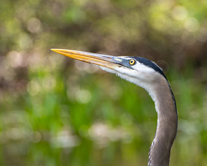 The Heron Ponders - Photo by Marylou Lavoie