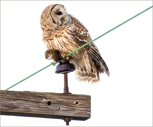 The Hunter. Barred Owl - Photo by Libby Lord