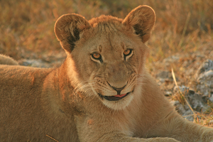 The Immature King - Photo by Eric Wolfe