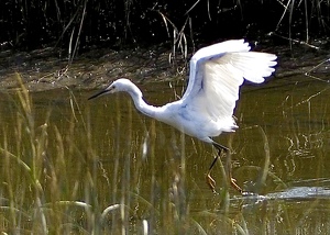 The Landing - Photo by Quyen Phan