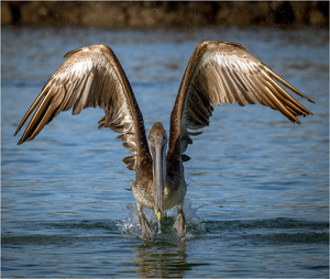 The Landing - Photo by Susan Case