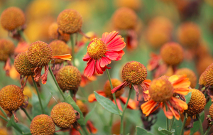 the last petals - Photo by Merle Yoder