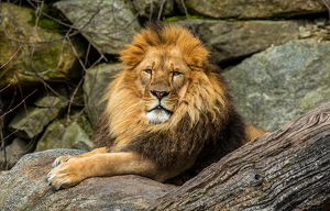 The Lion King - Photo by Libby Lord