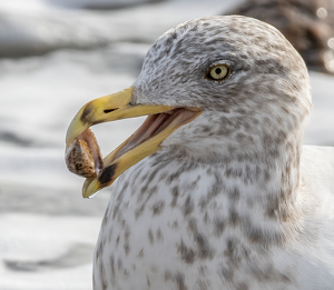 The Old Shell Game - Photo by Bob Ferrante