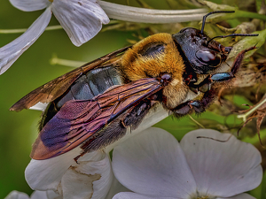 The Pollinator - Photo by Frank Zaremba MNEC