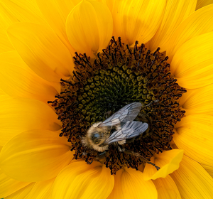 Class A 2nd: The Pollinator by Linda Fickinger