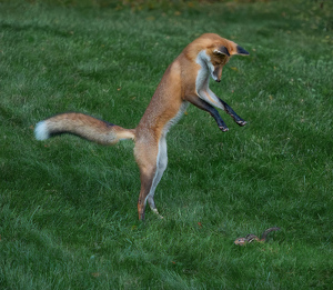 Salon 1st: The Pounce by Bob Ferrante