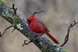 Class B HM: The Redbird by Elaine Ingraham