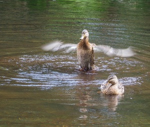 The Show Off - Photo by Marylou Lavoie