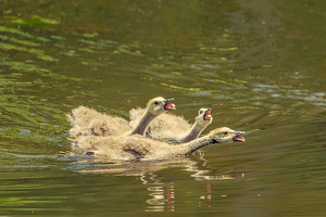 The Squawkers. - Photo by Marylou Lavoie