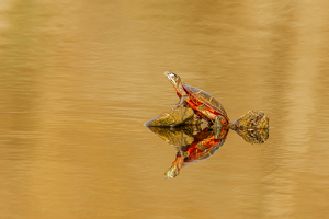 The Sunbather - Photo by Marylou Lavoie