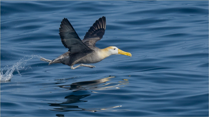 The Take-off by Susan Case