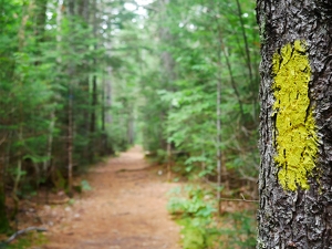 The trail's waiting, take the next step! - Photo by Julie Keller