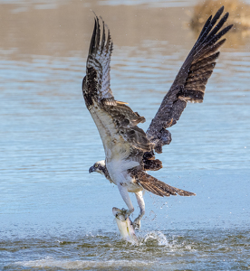 The True Meaning of Take Out - Photo by Bob Ferrante