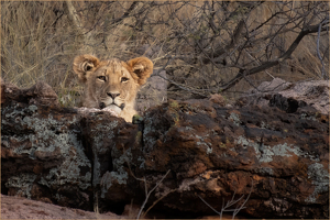 The Watcher on the Wall - Photo by Susan Case