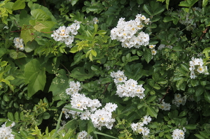 The White Bush - Photo by James Haney