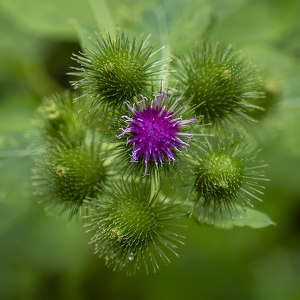 thistle - Photo by John Parisi