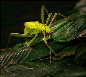 Thorny Stick Bug by John Straub