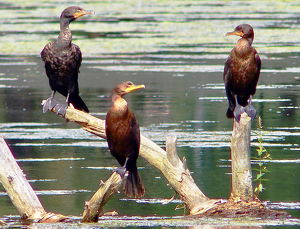 Class B 2nd: Three Cormorants Catching Some Sun by Gary Gianini