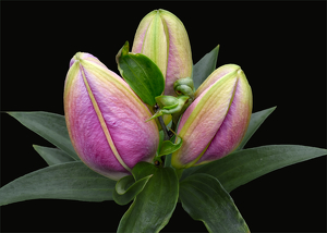 Three to bloom - Photo by Frank Zaremba MNEC