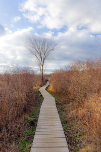 Through the Brambles - Photo by Mark Tegtmeier