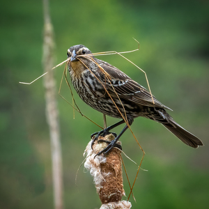 Time To Make the Nest - Photo by Bill Payne