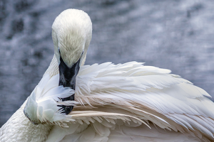 Salon 2nd: Time to Preen by Bill Payne