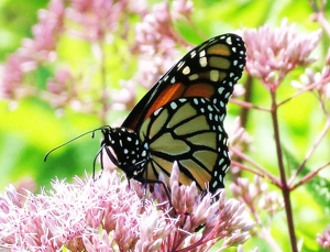 Time to rest - Photo by Harold Grimes