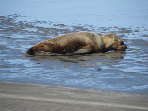 Tired Pup - Photo by Mireille Neumann