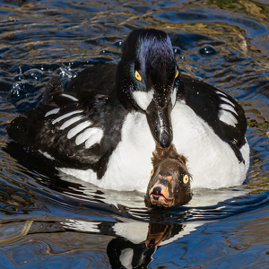 Tough Love - Photo by Karin Lessard