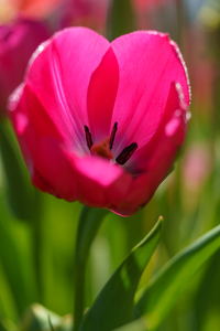 Translucence of the petals - Photo by Jeff Levesque