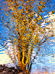 Tree Reflection - Photo by Frank Zaremba MNEC