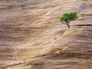 Salon 1st: Tree with rock striations by Bert Sirkin