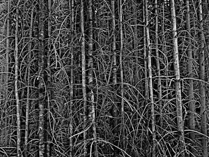 Trees in the Forest - Photo by Bill Latournes