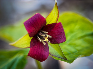 Class A HM: Trillium by John Parisi