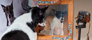 Triple Selfie Puppy - Photo by Linda Miller-Gargano