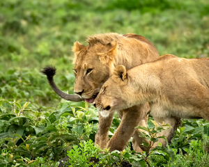 True Love - Photo by Susan Case