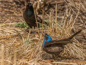 Trying to attract a mate - Photo by Frank Zaremba MNEC