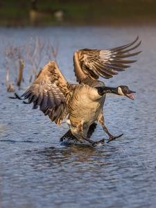 Trying to safely land - Photo by Frank Zaremba MNEC