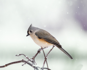 Tufted Titmouse in the snow - Photo by Alison Wilcox