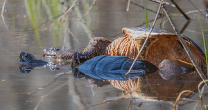 Turtle Love - Photo by Marylou Lavoie