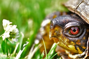 Class B 1st: Turtle ponders a clover by Nick Bennett