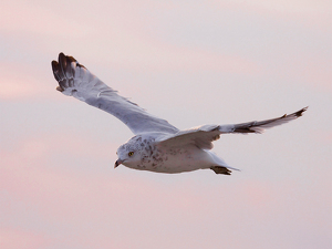 Twilight Glide - Photo by Sebastian Fama