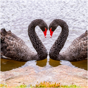 Two Black Swans - Photo by Frank Zaremba MNEC