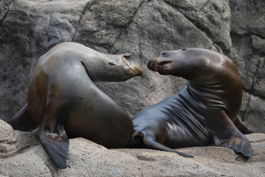 Two Seals Head Over Fins in Love - Photo by Lorraine Cosgrove