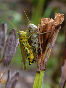 Two Stripped Grasshopper Matting by Frank Zaremba, MNEC