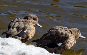 Two Waterfowl Taking A Sip - Photo by Quannah Leonard