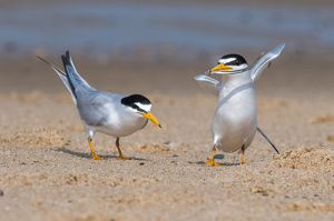 Uh Oh. Too Slow. MINE! - Photo by Libby Lord