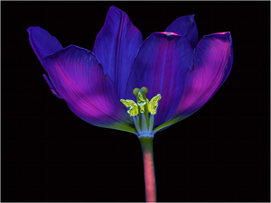 Ultra Voilet lite tulip - Photo by Frank Zaremba MNEC