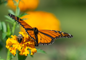 Under My Wing - Photo by Marylou Lavoie